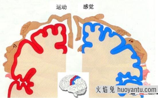 揭秘康斯塔姆现象原理手怼墙实则大脑非自主运动现象