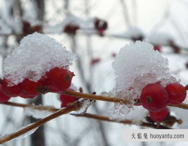 大雪节气后怎么做对身体好 大雪节气的时候可以吃什么？