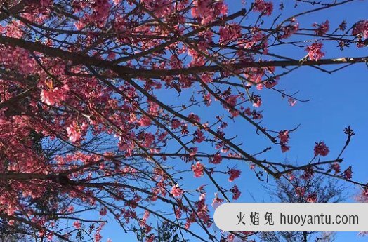 无量山樱花谷有住宿吗 大理到无量山樱花谷有多远