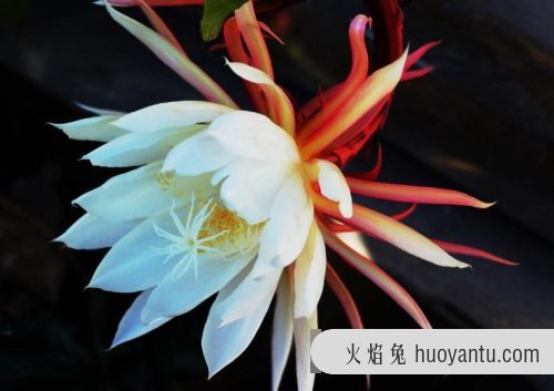 昙花是什么国家的国花