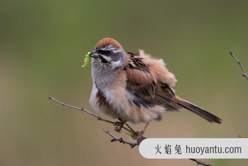 栗斑腹鹀 鸣叫声低沉 胆子大人类接近1米也不动