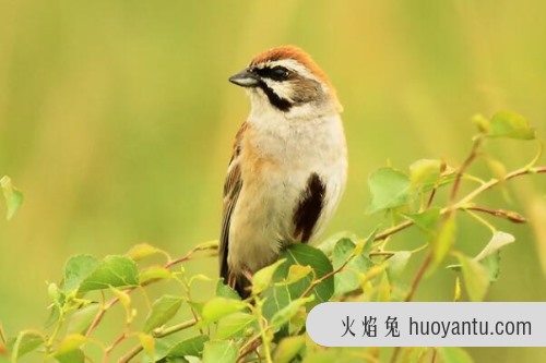 栗斑腹鹀 鸣叫声低沉 胆子大人类接近1米也不动