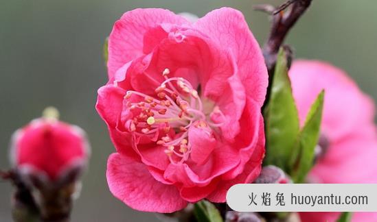 犯桃花是什么意思？什么人命里犯桃花？怎样化解？犯桃花面相