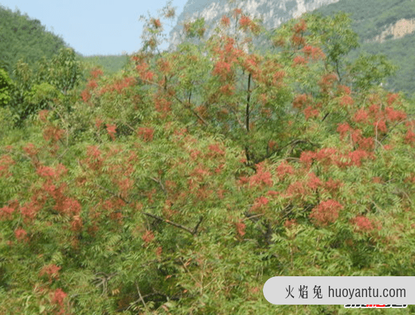 镇宅辟邪什么植物最好,十大镇宅辟邪的植物(椿树护宅及祈寿功用)