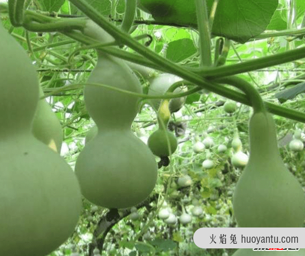 镇宅辟邪什么植物最好,十大镇宅辟邪的植物(椿树护宅及祈寿功用)