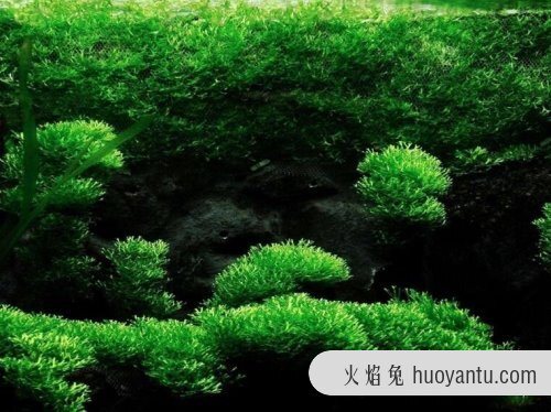 莫丝水草