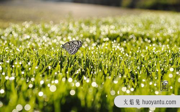 处暑的下一个节气是什么?白露节气的由来(白色露水增多)