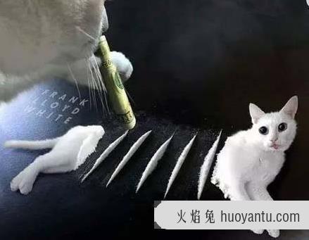 吸猫是什么意思什么梗？猫咪有毒啊？一日吸猫，终身养猫想猫成猫奴