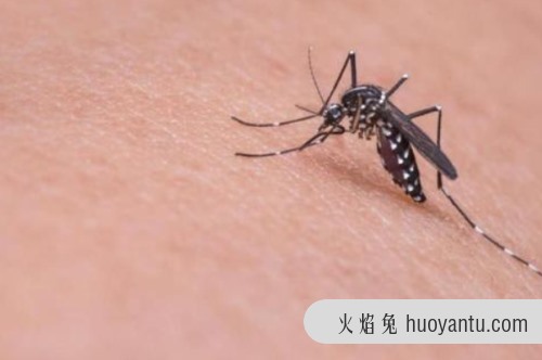 点蚊香后蚊子去哪了 飞出蚊香气体范围或者被蚊香毒死