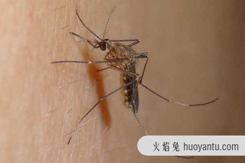 点蚊香后蚊子去哪了 飞出蚊香气体范围或者被蚊香毒死