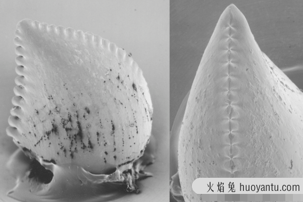 小型食肉恐龙:剖齿龙 体长50厘米(仅出土牙齿化石)