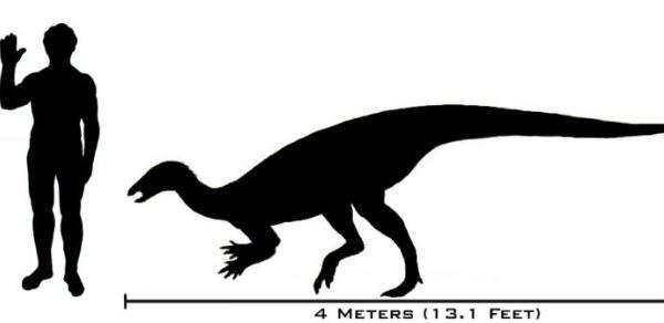 奇异龙：北美洲小型食草恐龙（长3.5米/距今6500万年前）