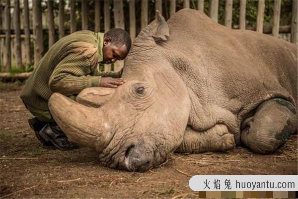 北部白犀牛：一种已经灭绝的生物（目前只存在标本）