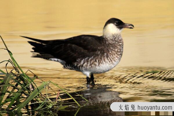 中贼鸥：飞行技巧好，抢劫犯(常抢夺其他鸟类食物)