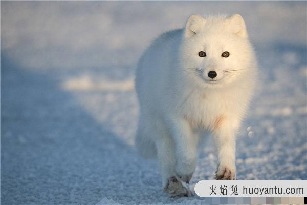 北极狐：大部分分布在北极地区（活动范围囊括北极）