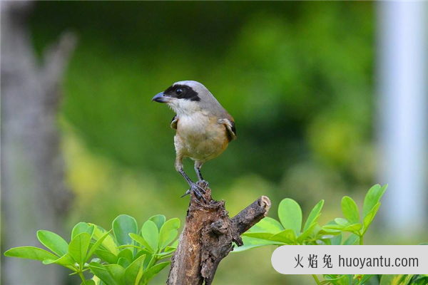 呆头伯劳：属于雀形目的生物,有着相当锋利的嘴巴