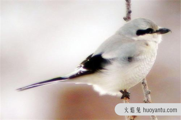 呆头伯劳：属于雀形目的生物,有着相当锋利的嘴巴