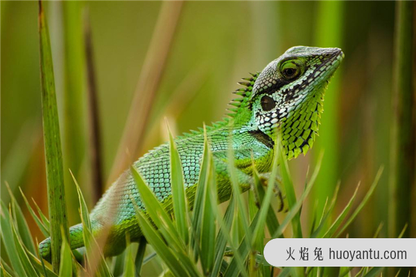 草甸蜥蜴：适合爬行的生物（少数会出现四肢退化）