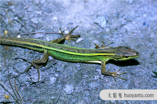 草甸蜥蜴：适合爬行的生物（少数会出现四肢退化）