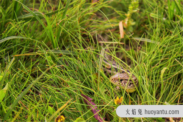 草甸蜥蜴：适合爬行的生物（少数会出现四肢退化）