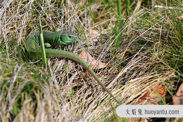 草甸蜥蜴：适合爬行的生物（少数会出现四肢退化）