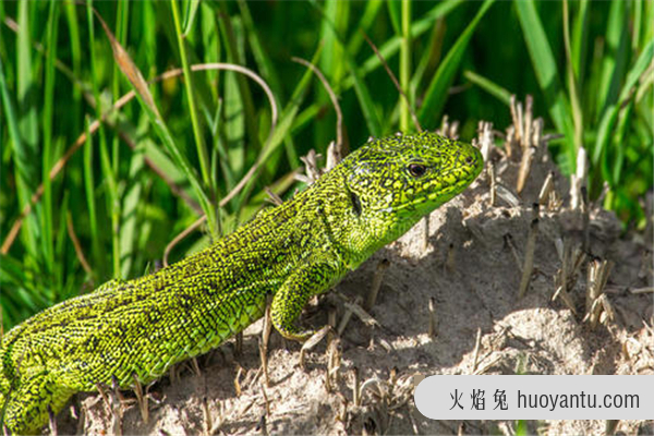 草甸蜥蜴：适合爬行的生物（少数会出现四肢退化）