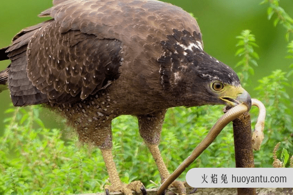 蛇的天敌是什么?蛇獴对所有蛇毒免疫(成蛇类死对头)