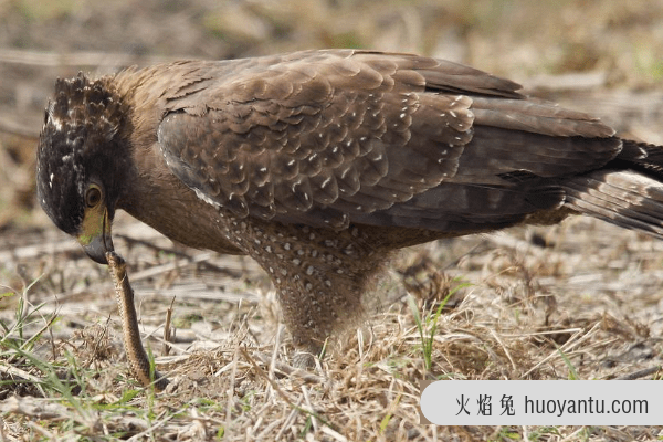 蛇的天敌是什么?蛇獴对所有蛇毒免疫(成蛇类死对头)