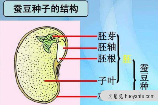 单子叶植物与双子叶植物的区别，胚、根、茎、叶、花各不同