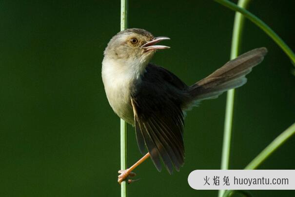 褐头鹪莺：叫声单调清脆，短距离飞行(草丛到草丛)