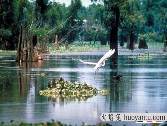 恐怖美国幽灵沼泽之谜，被伏都教丧尸女王诅咒(吞噬村民)