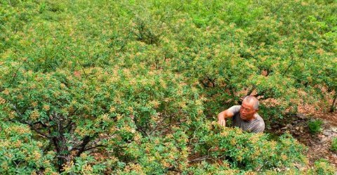 花椒树摘心应几月最佳 花椒树不旺盛是怎么回事