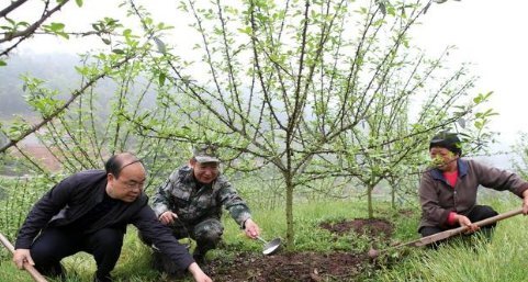 花椒树摘心应几月最佳 花椒树不旺盛是怎么回事