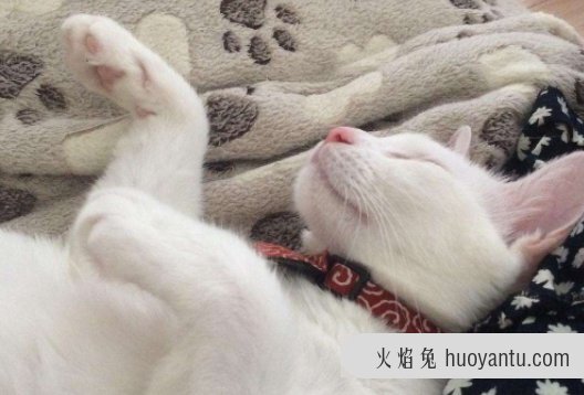 过敏性鼻炎会对猫毛过敏吗 如何判断自己是不是对猫猫过敏