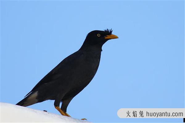 鹩哥是一种什么动物？主要生活在丘陵平原地区的生物