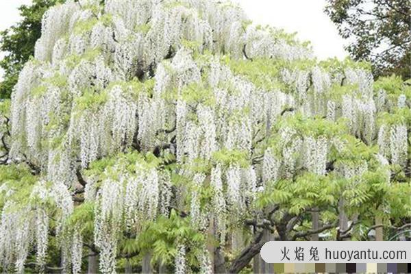 世界上最长的植物是什么 白藤（多生活在热带雨林）