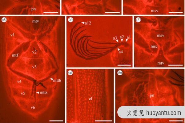 科学家发现1亿年前萤火虫祖先:发光为防御和自保，体长7mm