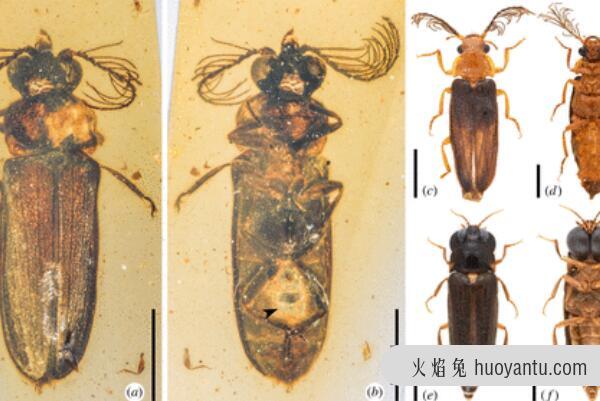 科学家发现1亿年前萤火虫祖先:发光为防御和自保，体长7mm