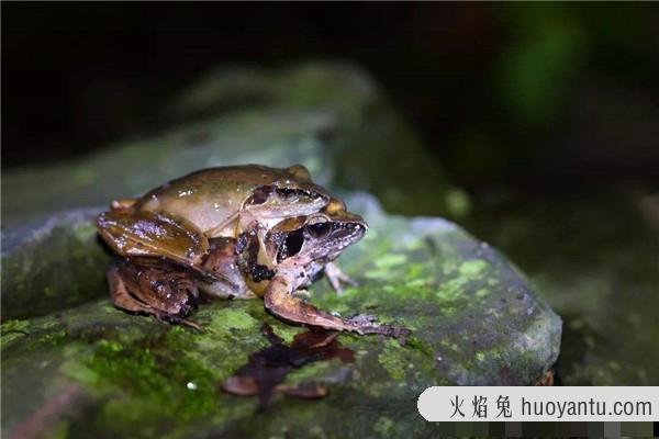 世界上最大的蝌蚪是什么 奇异多指节蟾（平均体长超25cm）