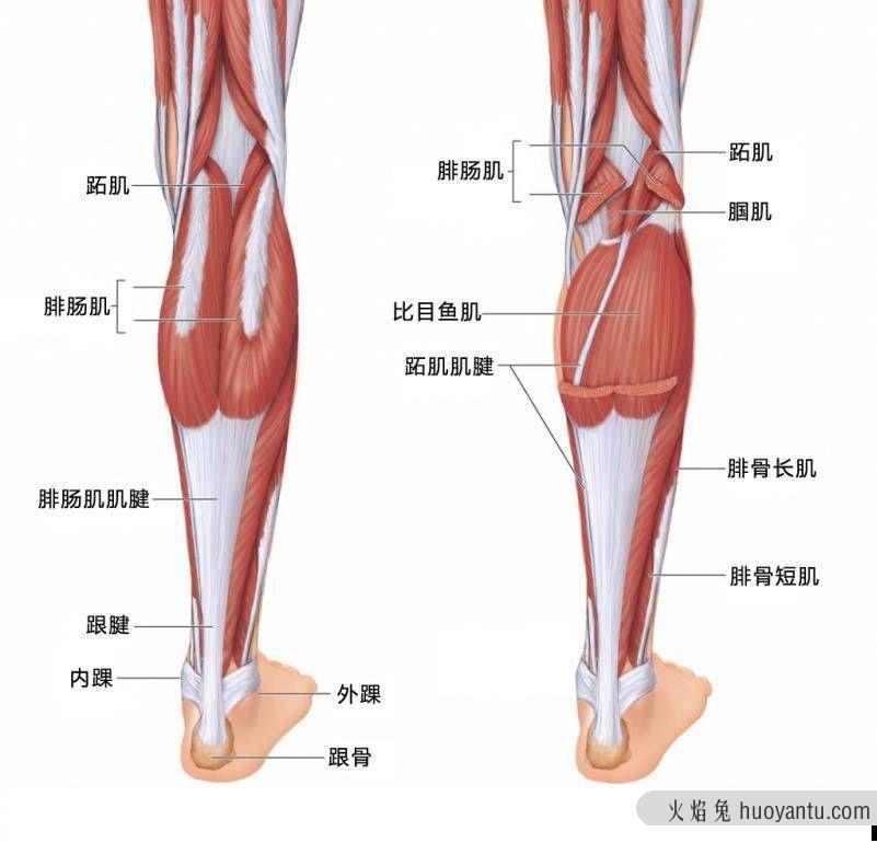 试了很多方法，为什么你的小腿还是那么粗？