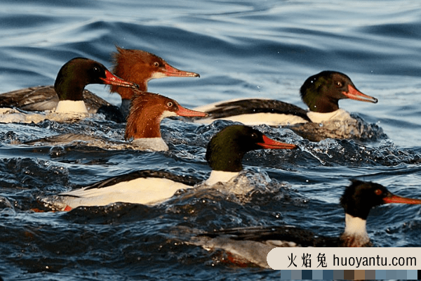 普通秋沙鸭:体型最大的一种秋沙鸭(擅长潜水觅食)