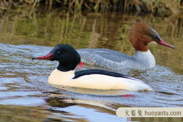 普通秋沙鸭:体型最大的一种秋沙鸭(擅长潜水觅食)