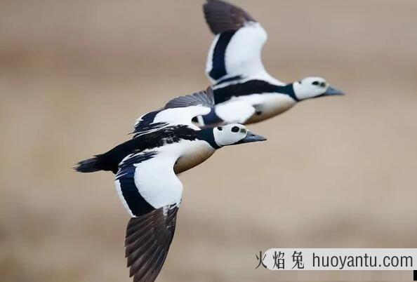 小绒鸭：平时很安静，雄雌异色(眼部有白色黑色之分)