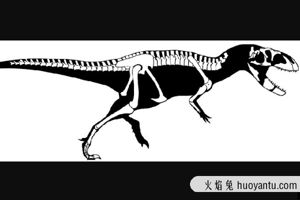 中型食肉恐龙:肌肉龙 最原始的阿贝力龙科(体长6-8米)