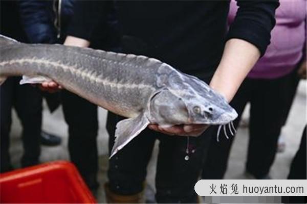 淫鱼是什么鱼：鲟鱼（深水底栖鱼类）