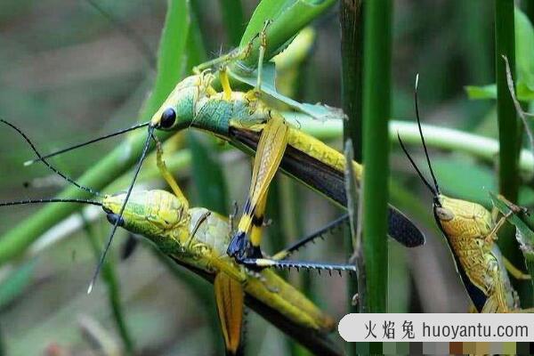 蝗灾时蝗虫真的吃人吗?会分泌苯乙腈气体(不会吃人)