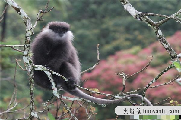 戴帽叶猴：一种分布在印度缅甸地区的生物（中国也有）