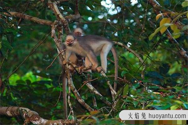 何氏叶猴：一种长相特别的生物（森林里的原始居民）