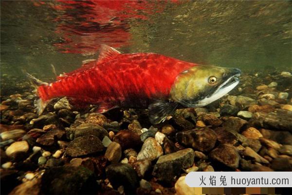 红大马哈鱼：分布在太平洋日本流域附近（分布广泛）