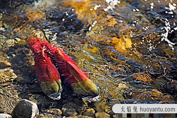 红大马哈鱼：分布在太平洋日本流域附近（分布广泛）